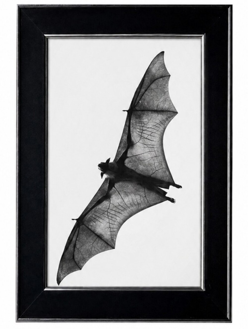 Vintage Gothic Art Deco bat Flying Halloween Goth B&W Framed Photo Ptint Bats